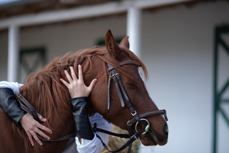 Furix Veterinary Marquee 5