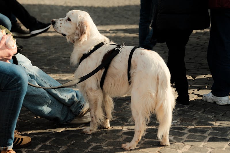 Furix Veterinary Marquee 6